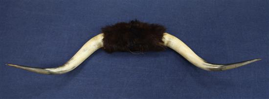 A pair of water buffalo horns, 5ft 5in.